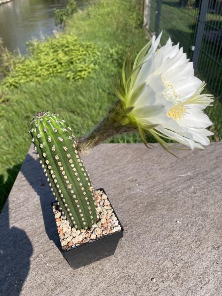 Trichocereus Hybrid weiss